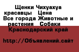 Щенки Чихуахуа красавцы › Цена ­ 9 000 - Все города Животные и растения » Собаки   . Краснодарский край